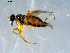  (Tachydromia maculipennis - 10PROBE-07894)  @13 [ ] CreativeCommons - Attribution (2011) CBG Photography Group Centre for Biodiversity Genomics