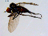  (Bicellaria bisetosa - 10PROBE-08735)  @15 [ ] CreativeCommons - Attribution (2011) CBG Photography Group Centre for Biodiversity Genomics