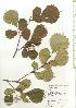  (Styrax shiraiana - TW020629)  @11 [ ] Copyright (2021) Unspecified Forestry and Forest Products Research Institute