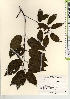  (Betula grossa - TW021579)  @11 [ ] Copyright (2021) Unspecified Forestry and Forest Products Research Institute