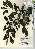  (Ilex nipponica - TW021889)  @11 [ ] Copyright (2021) Unspecified Forestry and Forest Products Research Institute