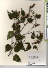  (Betula ermanii var. ermanii - TW022015)  @11 [ ] Copyright (2021) Unspecified Forestry and Forest Products Research Institute