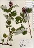  (Rubus phoenicolasius - TW022053)  @11 [ ] Copyright (2021) Unspecified Forestry and Forest Products Research Institute