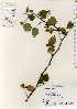  (Rubus crataegifolius - TW022606)  @11 [ ] Copyright (2021) Unspecified Forestry and Forest Products Research Institute