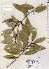  (Quercus sessilifolia - TW022632)  @11 [ ] Copyright (2021) Unspecified Forestry and Forest Products Research Institute