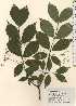  (Euonymus macropterus - TW024246)  @11 [ ] Copyright (2021) Unspecified Forestry and Forest Products Research Institute