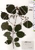  (Viburnum dilatatum - TW025516)  @11 [ ] Copyright (2021) Unspecified Forestry and Forest Products Research Institute