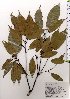  (Quercus glauca var. glauca - TW025517)  @11 [ ] Copyright (2021) Unspecified Forestry and Forest Products Research Institute