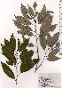  (Quercus salicina - TW025678)  @11 [ ] Copyright (2021) Unspecified Forestry and Forest Products Research Institute