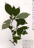  (Lindera sericea var. sericea - TW025688)  @11 [ ] Copyright (2021) Unspecified Forestry and Forest Products Research Institute