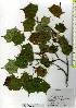  (Acer pictum subsp. savatieri - TW025729)  @11 [ ] Copyright (2021) Unspecified Forestry and Forest Products Research Institute