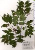  (Fraxinus apertisquamifera - TW025752)  @11 [ ] Copyright (2021) Unspecified Forestry and Forest Products Research Institute