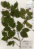  (Fagus japonica - TW025779)  @11 [ ] Copyright (2021) Unspecified Forestry and Forest Products Research Institute