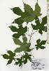  (Alangium platanifolium var. platanifolium - TW026122)  @11 [ ] Copyright (2021) Unspecified Forestry and Forest Products Research Institute