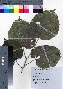  (Tilia maximowicziana - TD082011)  @11 [ ] Copyright (2020) Unspecified Forestry and Forest Products Research Institute