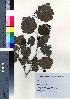  (Alnus hirsuta - TD082130)  @11 [ ] Copyright (2020) Unspecified Forestry and Forest Products Research Institute
