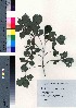  (Elliottia paniculata - TD082149)  @11 [ ] Copyright (2020) Unspecified Forestry and Forest Products Research Institute