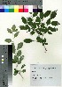  (Ilex serrata - oIch0012)  @11 [ ] Copyright (2020) Unspecified Forestry and Forest Products Research Institute
