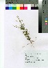  (Polygala paniculata - oOGA0036)  @11 [ ] Copyright (2021) Unspecified Forestry and Forest Products Research Institute