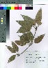  (Neolitsea sericea var. aurata - oOGA0045)  @11 [ ] Copyright (2021) Unspecified Forestry and Forest Products Research Institute