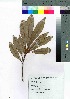  (Machilus kobu - oOGA0046)  @11 [ ] Copyright (2021) Unspecified Forestry and Forest Products Research Institute