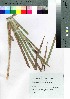  (Machaerina glomerata - oOGA0059)  @11 [ ] Copyright (2021) Unspecified Forestry and Forest Products Research Institute