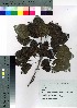  (Populus tremula var. sieboldii - Sakio005)  @11 [ ] Copyright (2020) Unspecified Forestry and Forest Products Research Institute