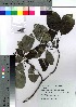  (Cornus controversa - Sakio024)  @11 [ ] Copyright (2020) Unspecified Forestry and Forest Products Research Institute