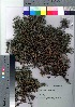  (Juniperus rigida - Suzuki042)  @11 [ ] Copyright (2021) Unspecified Forestry and Forest Products Research Institute