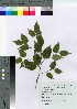  (Betula costata - tamaki001)  @11 [ ] Copyright (2021) Unspecified Forestry and Forest Products Research Institute