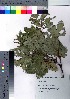  (Rubus trifidus - hachi056)  @11 [ ] Copyright (2021) Unspecified Forestry and Forest Products Research Institute