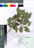  (Salix chaenomeloides - gfsk0080)  @11 [ ] Copyright (2021) Unspecified Forestry and Forest Products Research Institute