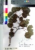  (Populus tremula var. davidiana - nagami004)  @11 [ ] Copyright (2021) Unspecified Forestry and Forest Products Research Institute