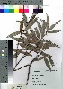  (Salix miyabeana subsp. miyabeana - nagami006)  @11 [ ] Copyright (2021) Unspecified Forestry and Forest Products Research Institute