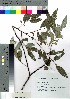  (Salix rorida - nagami007)  @11 [ ] Copyright (2021) Unspecified Forestry and Forest Products Research Institute