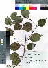 (Betula davurica var. davurica - nagami009)  @11 [ ] Copyright (2021) Unspecified Forestry and Forest Products Research Institute