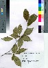  (Stewartia pseudocamellia - gfsk0137)  @11 [ ] Copyright (2020) Unspecified Forestry and Forest Products Research Institute