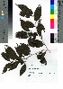  (Helicia cochinchinensis - takagi033)  @11 [ ] Copyright (2020) Unspecified Forestry and Forest Products Research Institute