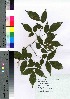  (Fraxinus lanuginosa - Suzuki019)  @11 [ ] Copyright (2021) Unspecified Forestry and Forest Products Research Institute