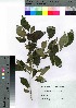  (Lindera praecox var. praecox - Suzuki025)  @11 [ ] Copyright (2021) Unspecified Forestry and Forest Products Research Institute