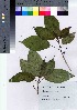  (Ficus erecta var. erecta - TNG_38)  @11 [ ] Copyright (2021) Unspecified Forestry and Forest Products Research Institute