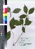  (Callicarpa japonica var. luxurians - TNG_42)  @11 [ ] Copyright (2021) Unspecified Forestry and Forest Products Research Institute