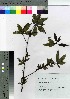  (Litsea cubeba - TNG_47)  @11 [ ] Copyright (2021) Unspecified Forestry and Forest Products Research Institute