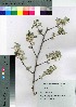  (Elaeagnus umbellata - TNG_61)  @11 [ ] Copyright (2021) Unspecified Forestry and Forest Products Research Institute