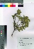  (Eurya emarginata var. emarginata - TNG_65)  @11 [ ] Copyright (2021) Unspecified Forestry and Forest Products Research Institute