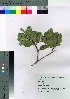  (Pittosporum tobira - TNG_67)  @11 [ ] Copyright (2021) Unspecified Forestry and Forest Products Research Institute