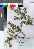  (Buxus microphylla var. microphylla - HRS017)  @11 [ ] Copyright (2021) Unspecified Forestry and Forest Products Research Institute