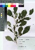  (Orixa japonica - HRS032)  @11 [ ] Copyright (2021) Unspecified Forestry and Forest Products Research Institute