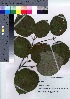  (Viburnum furcatum - HRS056)  @11 [ ] Copyright (2021) Unspecified Forestry and Forest Products Research Institute