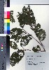  (Lagerstroemia subcostata var. subcostata - YSR_13)  @11 [ ] Copyright (2021) Unspecified Forestry and Forest Products Research Institute
